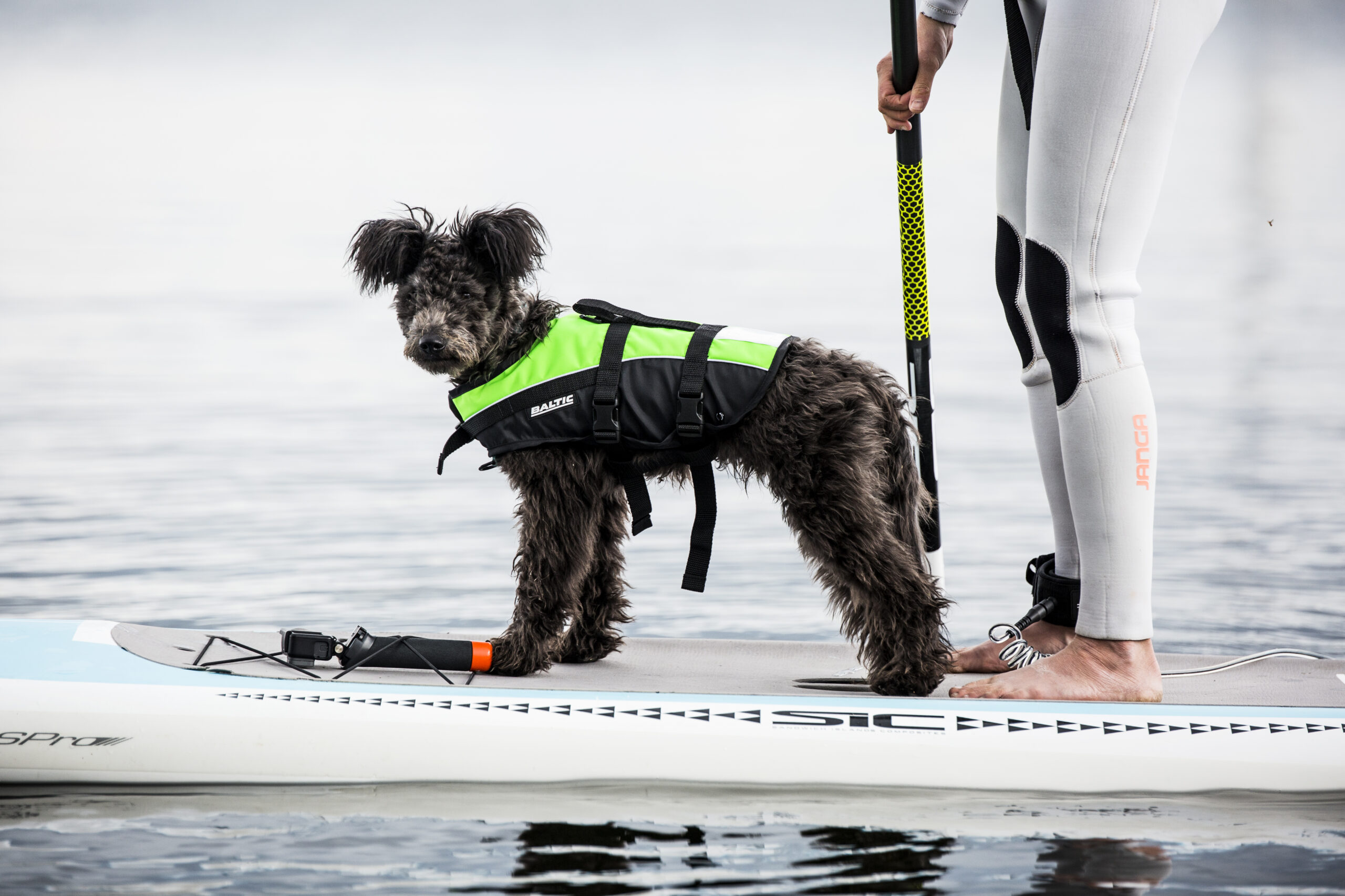 En svart hund står med en grön flytväst på en SUP.