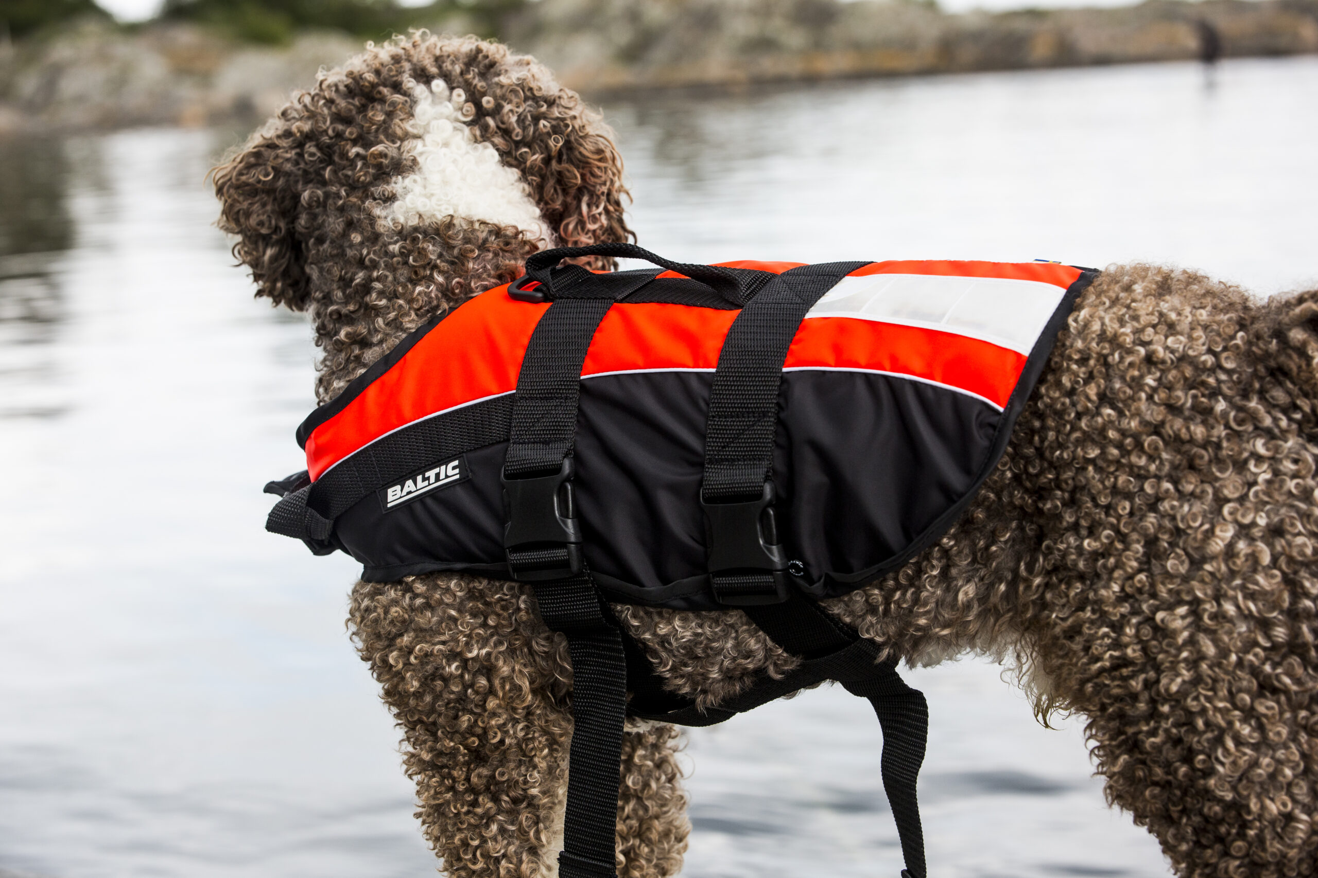 En brun krullig hund står vid vattnet med en flytväst.
