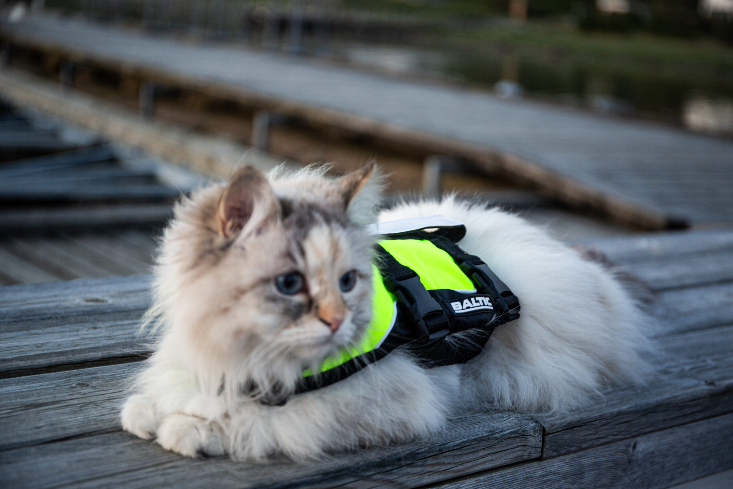 En katt ligger och vilar på en brygga med flytväst på.